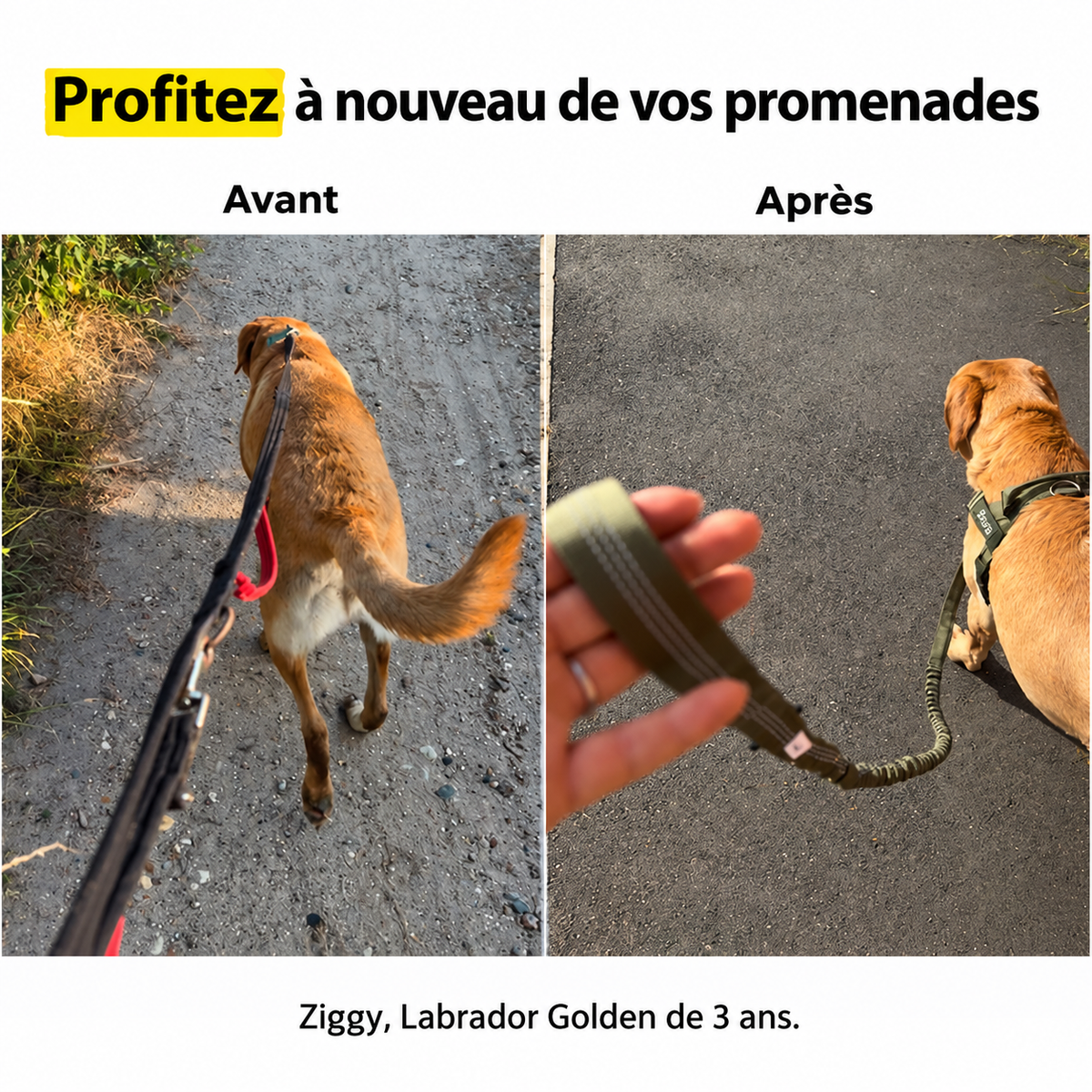 Harnais anti-traction pour chien PilyaPets