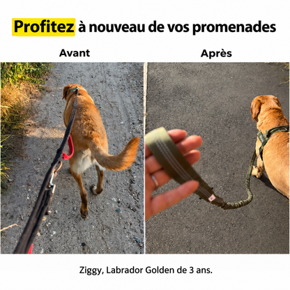 Harnais anti-traction pour chien PilyaPets