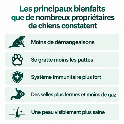 Routine quotidienne complète pour les démangeaisons, le léchage des pattes et les allergies