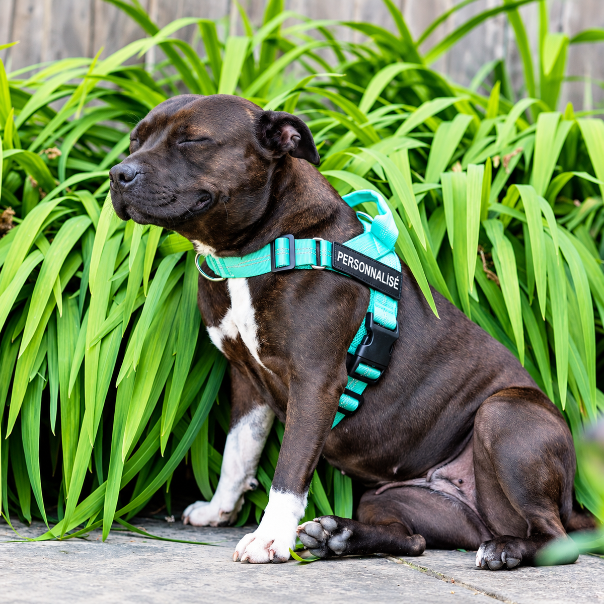 Harnais anti-traction pour chien PilyaPets