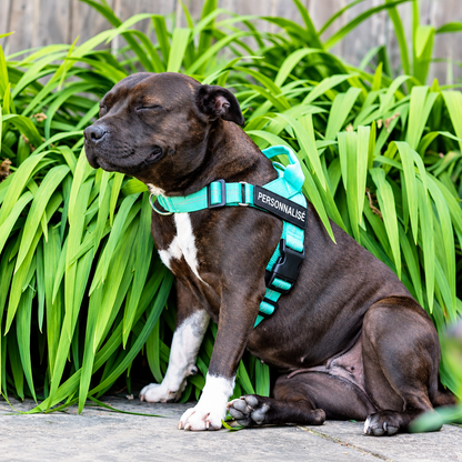 Harnais anti-traction pour chien PilyaPets