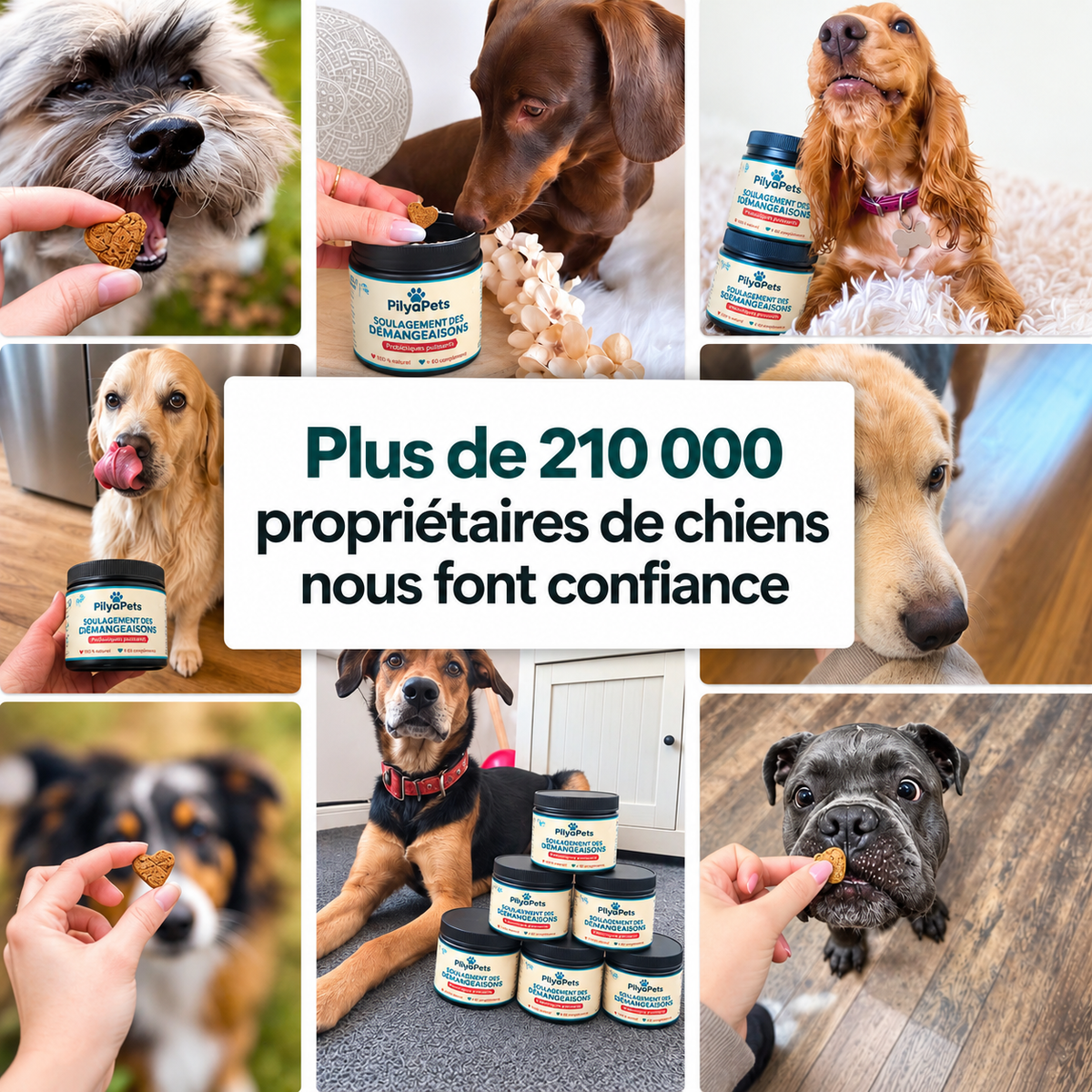 Routine quotidienne complète pour les démangeaisons, le léchage des pattes et les allergies