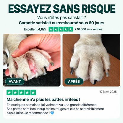 Routine quotidienne complète pour les démangeaisons, le léchage des pattes et les allergies