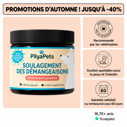 Routine quotidienne complète pour les démangeaisons, le léchage des pattes et les allergies