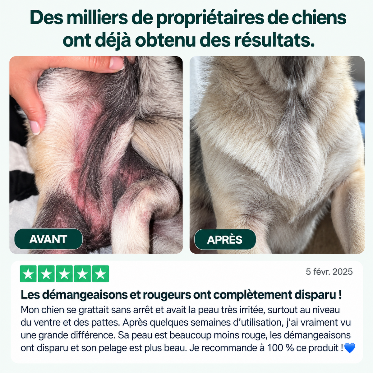 Routine quotidienne complète pour les démangeaisons, le léchage des pattes et les allergies