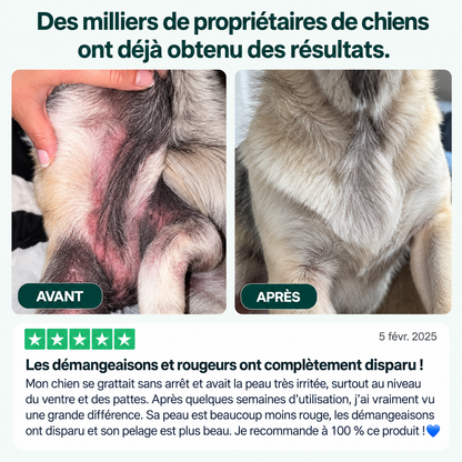 Routine quotidienne complète pour les démangeaisons, le léchage des pattes et les allergies