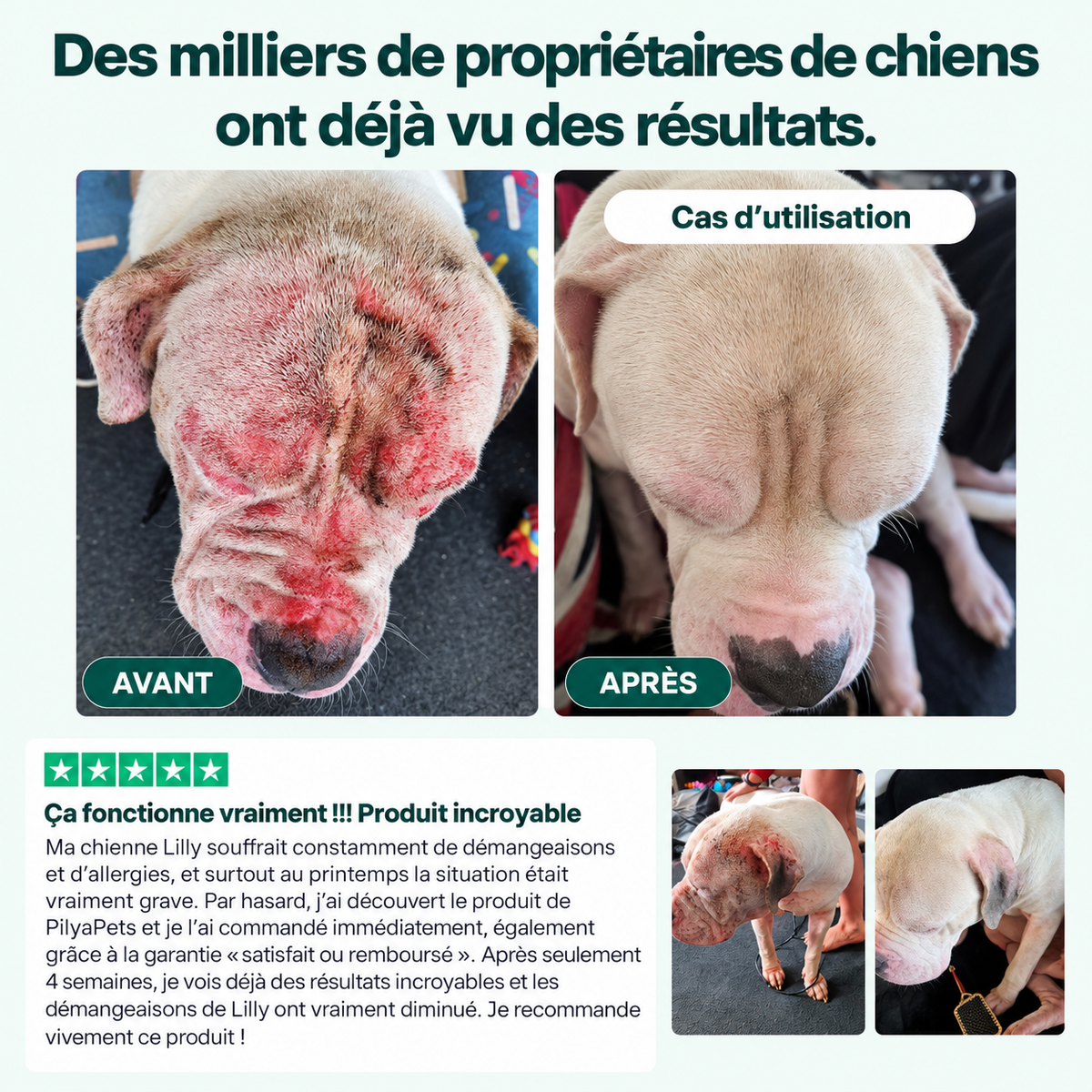Routine quotidienne complète pour les démangeaisons, le léchage des pattes et les allergies