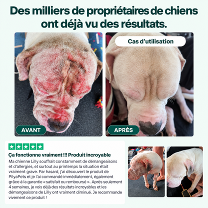 Routine quotidienne complète pour les démangeaisons, le léchage des pattes et les allergies